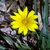 Gazania linearis 'Colorado Gold'