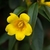 Close-up of yellow, funnel-shaped flower