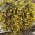 Climber densely covering a section of fence. 100s of flowers