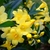 Clusters of yellow, trumpet-shaped flowers and pointed buds.