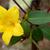Flower and leaves