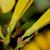 Flower buds