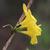 stem and side of flowers