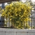 Vine densely covering a metal fence. 100s of yellow flowers.