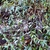 Wirey stems and opposite lanceolate leaves