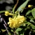 Double blooming yellow up close flowers
