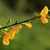 Stem with blooms