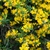 Form in bloom