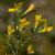 Flower and stem