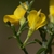 Back of flower