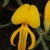 Flower detail
