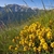 Form