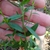 Sessile leaves and stem