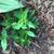 Gentiana acaulis