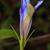 Flower bud