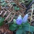 Flower and leaves in November, NC Sandhills Game Land