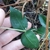 Opposite leaves in November, NC Sandhills Game Land