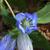 Close up of flower