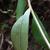 Underside of leaf