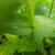 Stem and leaf attachment