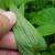 Underside of leaf