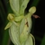 Greenish flowers (Monroe County, NY)-Early Fall