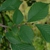 Leaves (Brighton, NY)-Mid Fall