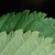 Serrated leaf margin (Brighton, NY)-Mid Fall