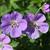 Geranium 'Rozanne'