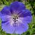 Close up of flower