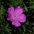 Geranium manculatum bloom and leaves