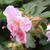 Geranium manculatum bloom and buds