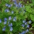 Blue flowers and form