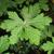 Geranium manculatum leaf