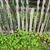 As a ground cover