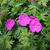 Geranium sanguineum