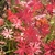 Red fall folliage
