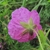 Back of flower and stem with hairs