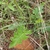 Basal leaves-growing wild in S. Africa