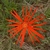Flower form of the Genus