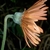 Side of flower and stem