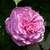 Pink, doubled, "quartered" rose.