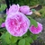 Pink, doubled, "quartered" rose.