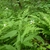 Blooming among ferns