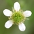 Flower detail