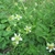 Flowering