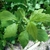 Leaves in May