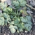 Rosette of leaves in March
