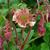 Geum rivale