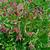 Geum rivale